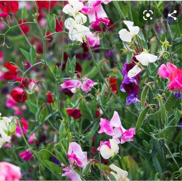 Meet your Posher, Darla - Picture 1 of 1